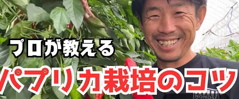 農村コラム：プロ直伝・家庭菜園でもできる！おいしいパプリカの育て方