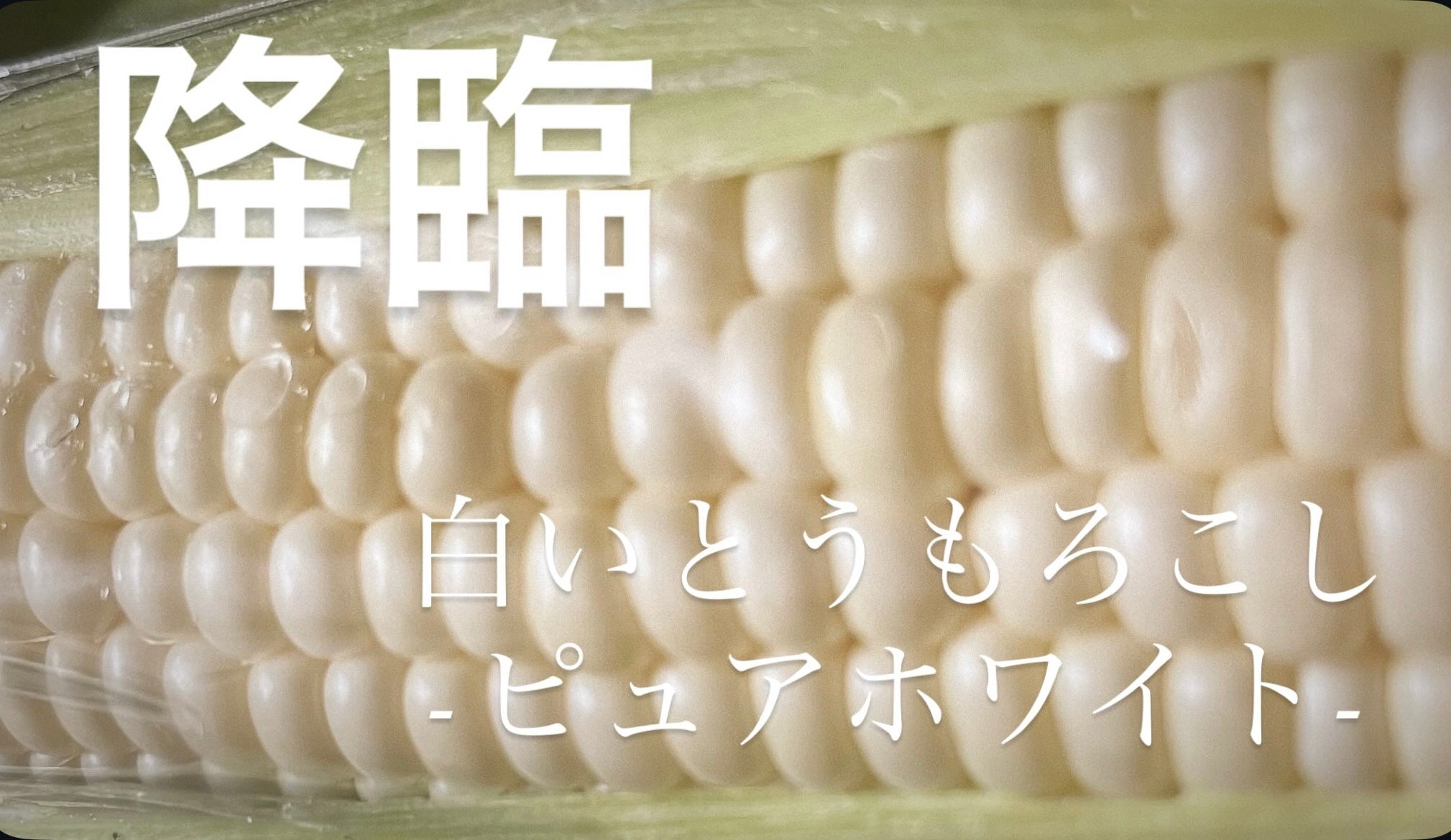 7月の推し農家：アップヒルファーム「極甘とうもろこし味比べセット」好評販売中！